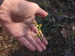 Hypericum drummondii