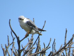 Elanus caeruleus caeruleus