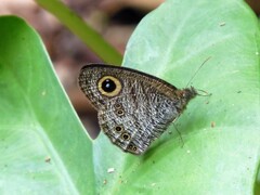 Ypthima horsfieldii humei