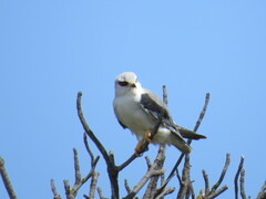 Elanus caeruleus caeruleus