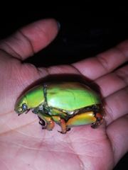 Chrysina macropus