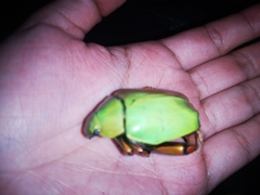 Chrysina macropus