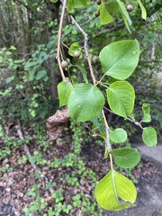 Pyrus calleryana