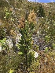 Laurophyllus capensis