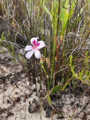 Pelargonium elegans