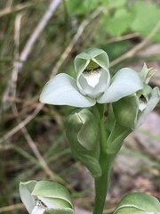 Chloraea membranacea