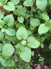 Stellaria media