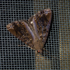 Ercheia pulchrivenula