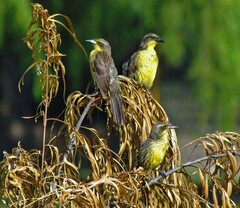 Agelasticus cyanopus