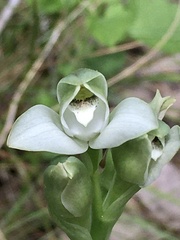 Chloraea membranacea
