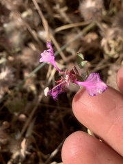Clarkia unguiculata