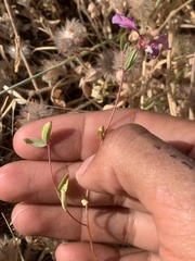 Clarkia unguiculata