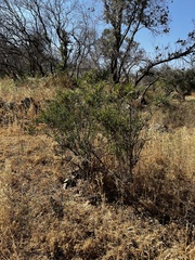Baccharis paniculata