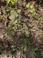 Solidago flexicaulis