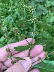 Rumex obtusifolius