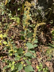 Solidago flexicaulis