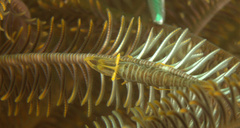 Laomenes amboinensis