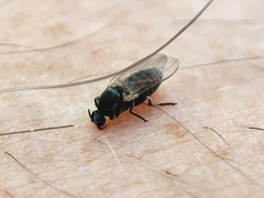 Simuliidae