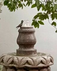 Cynanthus latirostris