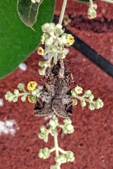 Melipotis famelica
