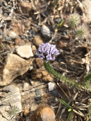 Aspalathus cephalotes