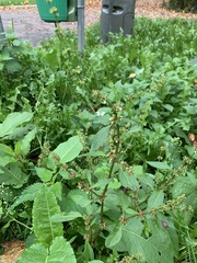 Rumex obtusifolius