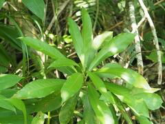 Machilus japonica