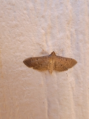 Herpetogramma bipunctalis