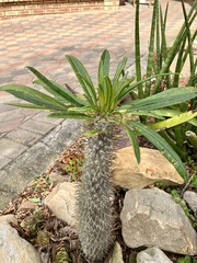 Pachypodium lamerei