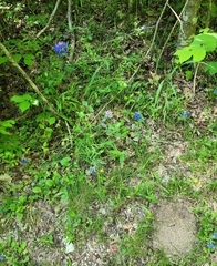 Delphinium alabamicum