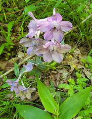 Delphinium alabamicum