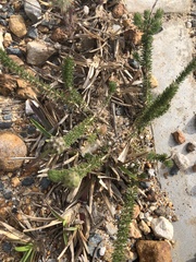 Aspalathus cephalotes