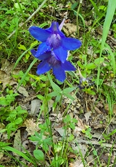 Delphinium alabamicum
