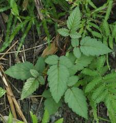 Rubus croceacanthus