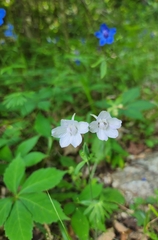 Delphinium alabamicum