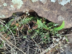 Cheilanthes eckloniana