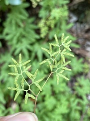 Lygodium palmatum