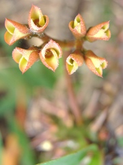 Euphorbia milii