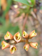 Euphorbia milii