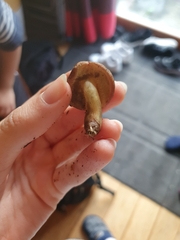 Fungi