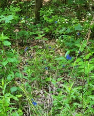 Delphinium alabamicum