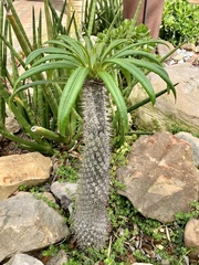 Pachypodium lamerei