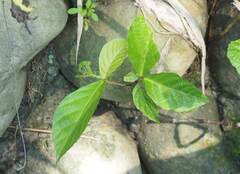 Ficus benguetensis