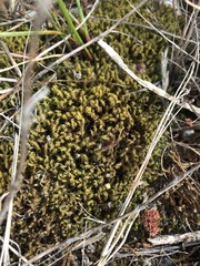 Pseudocrossidium crinitum