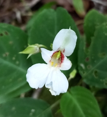 Balsaminaceae