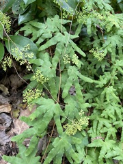 Lygodium palmatum