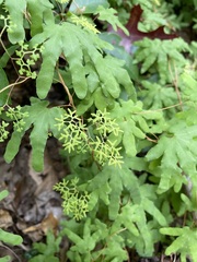 Lygodium palmatum
