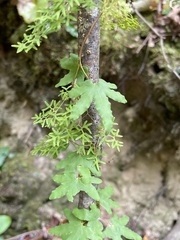 Lygodium palmatum