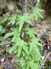 Lygodium palmatum