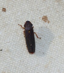 Paraulacizes irrorata
